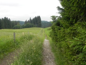 Weg am Waldrand / way at the forest